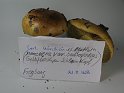 Cortinarius_nanceiensis_var_bulbopodius_Gelbflockiger Schleimkopf_8202